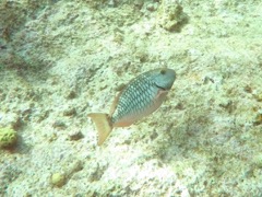 Yellowtail Parrotfish (20